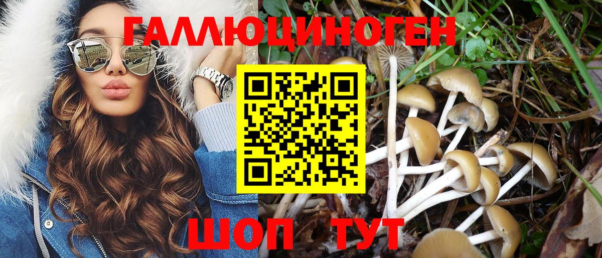 Сосновоборск  Псилоцибиновые грибы Psilocybe  Вход с VPN 